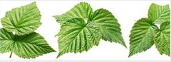 Raspberry Leaf | Powder or Whole Herb – 1oz / 4oz / 8oz | Women’s Wellness Aid