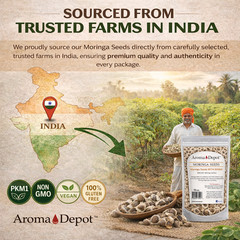 Moringa Seeds WITH WINGS Semillas de Moringa oleifera Pepa Malunggay Wholesale