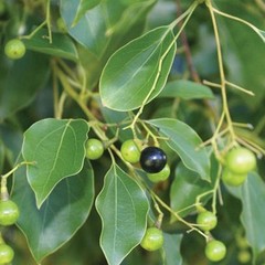 30 True Ceylon Cinnamon Tree Seeds Cinnamomum verum Fast Growing Seeds FREE SHIP