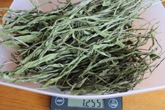 Natural DRIED Organic Narrow Leaf Plantain 1.255 oz Non GMO Whole Leaf