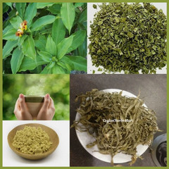 Dried Insulin Plant Leaves Powder Organic Natural Thebu Costus Igneus Herbal Tea