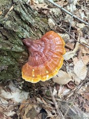 Ganoderma Tsugae, Sliced, Dried, 4 OZ