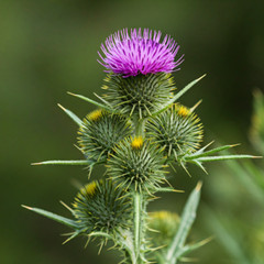 Organic Milk Thistle Seed Whole~ Silybum Marianum ~ 100% Pure – USA Grown