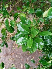 60 Fresh Lemon leaves 100% Organic
