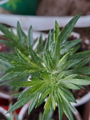 BULK Artemisia Annua listing. Tea, Seeds, & Plants. Sweet Wormwood (Qinghao)