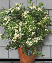100 Seeds Murraya Paniculata Orange Jasmine China Box Rare Fragrant White Flower