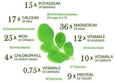 Moringa Seeds for Planting | Non-GMO Wingless from India Very Fresh | Bulk