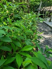 Insulin Cut Leaf Costus Igneus Organic Natural Diabetic Patients Thebu 50g