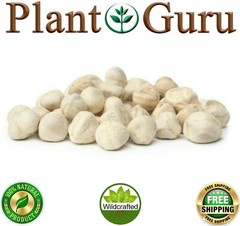 Moringa Oleifera Seeds Kernel SHELLED Fresh Organic Semilla De Moringa Bulk