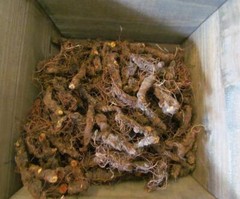 Bloodroot – Sanguinaria canade, Cut Root – Appalachian Mountains Wild Harvest