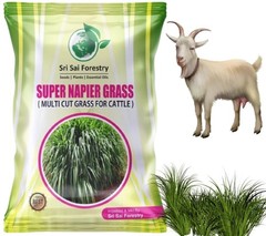 Super Napier Grass Seeds High Yield, Multi Cut Grass for Cattle – 250g/500g