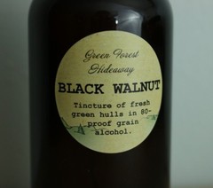 Black Walnut Extract/Tincture 4 oz Organic Juglans nigra Green Forest Hideaway