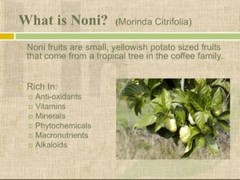 weight management – NONI EXTRACT 500MG 2B – noni pure