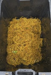 Wild Goldenseal Root Dried Whole 2026 Appalachian Harvest 2 Oz.