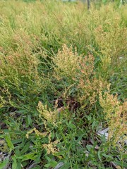 Dried Organically Grown Sheep Sorrel Whole Plants Uncut Essiac Free Shipping