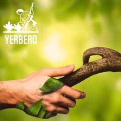 Yerbero – Whole Dried Graviola Soursop Leaves (4 oz – 330+ Leaves Per Bag) Hoja