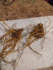 goldenseal roots