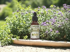 Thyme Tincture – Immune System (Alcohol Free)