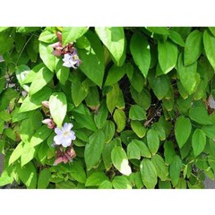 100% Thunbergia Laurifolia Pure Natural Thai Herbal Hangover Detox Antioxidant
