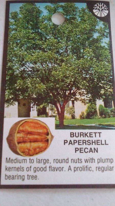 BURKETT PAPERSHELL PECAN TREE Shade Nut Trees Live Plant Pecans Nuts Plants