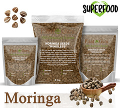 1600 Moringa Oleifera Seeds 1 lb. Bulk Jar WINGLESS Fresh Semillas de Moringa
