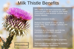 Milk Thistle Tincture Organic & Strong Detox & Heals Liver, Jaundice, Cirrhosis