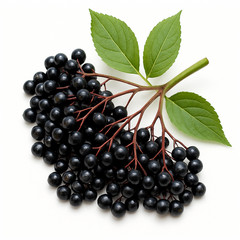 🍇 Organic Elderberry & Echinacea Syrup – Immune Support | 4oz
