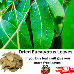 Dried Eucalyptus Leaves 100% Organic 10 to 200 Leaves Free Delivery🚐🚐