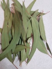 California Organic Eucalyptus globulus dry leaves