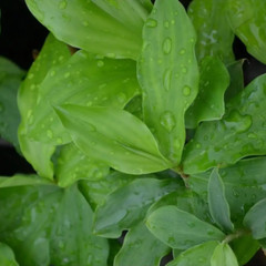 Insulin Plant Leaf Powder Costus Igneus Leaves Tea Thebu Diabetic Organic Herbal
