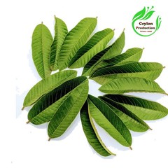 Guava Leaves Tea Cut(1-2mm) Dried Organic Psidium guajava Guayabo common guava