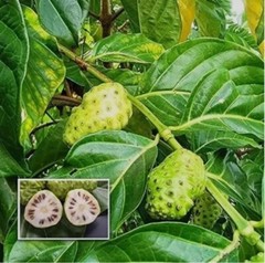 60+ Dried Noni Leaves – Morinda Citrifolia Ahu Organic Herbal Tea Leaves
