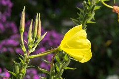 Pure Herbs: Evening Primrose – 4 oz.