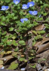 Wildcrafted Veronica hederifolia – Speedwell- 2024 harvest