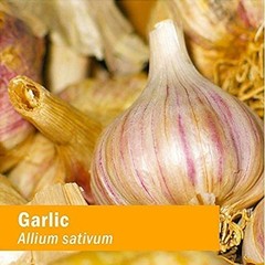 Organic Garlic Liquid Extract for Heart Health & Circulation Support – 4 oz