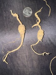 Dry Wild American Ginseng. 1/10 Lb. W/ Certificate. 17 Roots Total. 2025 Harvest