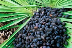 WholeSALE!! Saw Palmetto Berry PREMIUM Powder-4 oz, 1, 2, 5 lbs.