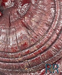 Red Reishi WHOLE Mushroom Organic (Ganoderma Lucidum) Ling Zhi Free Ship + USA