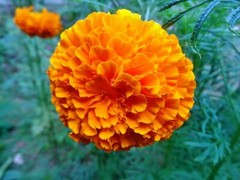 Organic Calendula Marigold Dried Flower Petals 100% Pure Natural Herbal Tea 100g