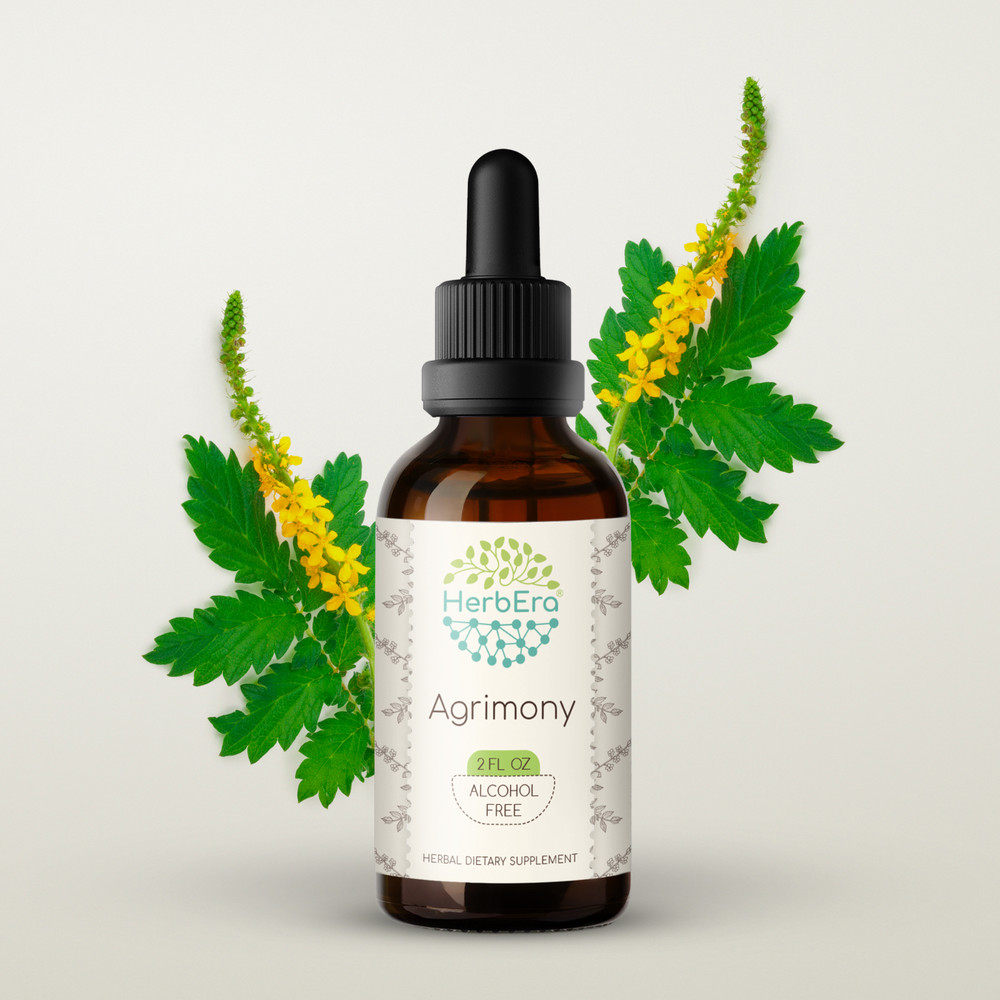 HerbEra Agrimony Alcohol-FREE Herbal Tincture,Organic (Agrimonia Eupatoria)