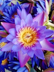 1 kg Blue Lotus, N. caerulea, Siamese Dream™ Whole ~ Schmerbals Herbals