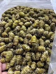 顶級铁皮石斛 Top Grade Dendrobium Officinale 铁皮石斛/霍山石斛 Free Shipping-USA Wholesale