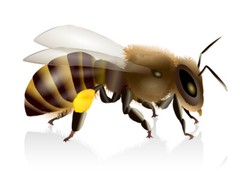 Pure Herbs: Bee Propolis- 1 oz.