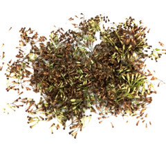 Mexican Dream Herb Calea Zacatechichi Lucid Dream Herbal Planting Fresh Seeds