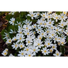Pure Herbs: Blood Root (Red Root) – 1 oz. (Natural Herbal Extracts)