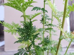 BULK Artemisia Annua listing. Tea, Seeds, & Plants. Sweet Wormwood (Qinghao)