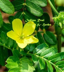 Gokhru (Tribulus terrestris) 100% REAL AYURVEDIC PURE & NATURAL Free Worldwide