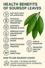 Soursop Leaves, Hojas De Guanabana Leaf, Tea, Graviola Leaves 300+