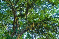 Moringa Oleifera Seeds (Semillas Moringa) WT: 1 Lb, 2 Lbs, 5 Lbs, 10 LBS