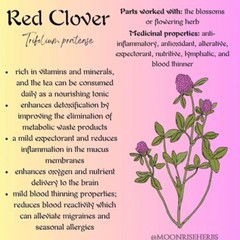 Red Clover Tincture Cleans Lymph, Balances Hormones, Purifies Blood & Heals